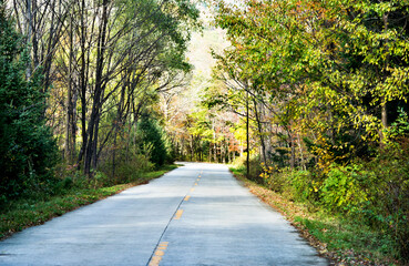 Straight road through the deep forest
