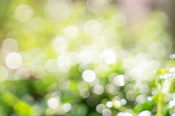 Fototapeta premium Bokeh leaf with sunlight, use for background.