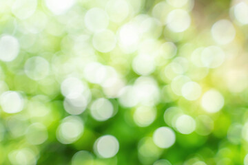 Fototapeta premium Bokeh leaf with sunlight, use for background.