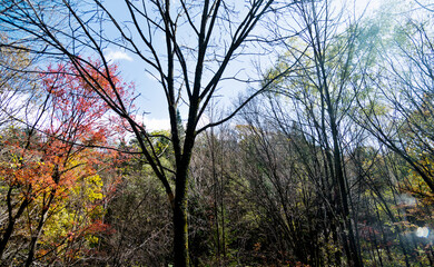 Obraz premium Fall foliage in the autumn season