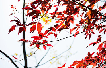 Red leaves in the autumn
