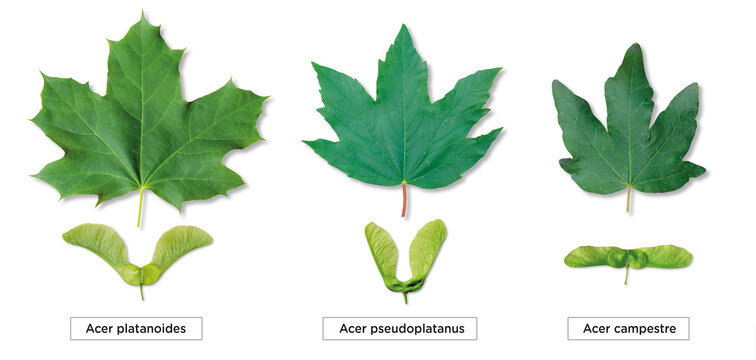 3 types of maple leaf with fruits (samara), Acer platanoide, Acer pseudoplataneus, Acer campestre