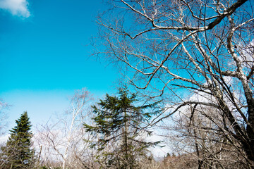 Autumn pine tree and other bare trees on mountain