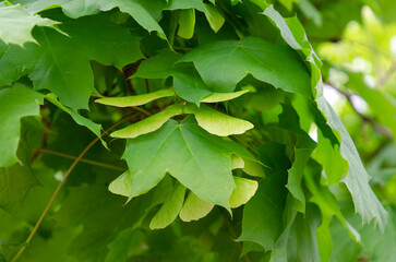 Fototapeta na wymiar Maple samaras, Acer platanoide