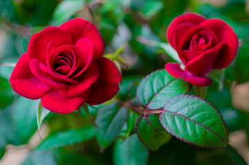 Miniature Vibrant Red Roses  