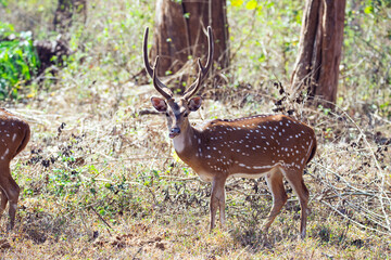 spotted deer or chital or axis deer standing in a forest