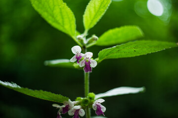 White-pink flowers of forest balsam. Melittis melissophyllum.Selective focus. Blurred back.