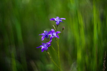 Campanula. Purple flower on a blurred soft background. Field bell in dense grass. Selective focus. Soft effect.