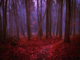 Unreal mysterious forest in thick fog. Red forest in the morning. Paranormal dark woods. 