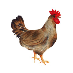 Watercolor brown hen isolated on white background. Fauna farm animal illustration