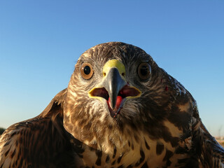 close up of an eagle