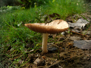 mushroom in the grass