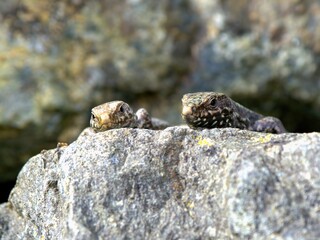 European Wall Lizard basking in the sun on warm rocks