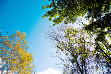 Yellow and green trees in the autumn