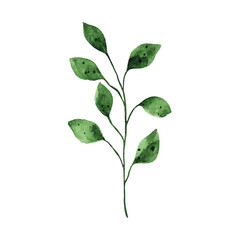 Watercolor green leaf isolated on white background. Floral spring greenery illustration