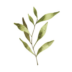 Watercolor green leaf isolated on white background. Floral spring greenery illustration