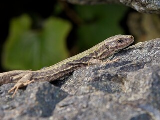 European Wall Lizard basking in the sun on warm rocks