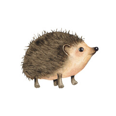 Watercolor hedgehog isolated on white background. Fauna forest animal illustration © madiwaso