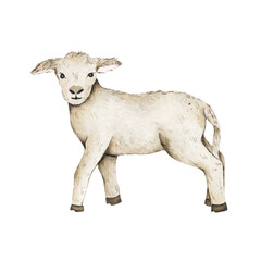 Watercolor little lamb isolated on white background. Fauna farm animal spring Easter holiday illustration