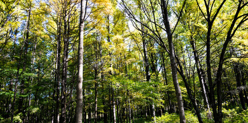 Trunks of trees on the scenic autumn forest