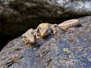 European Wall Lizard basking in the sun on warm rocks