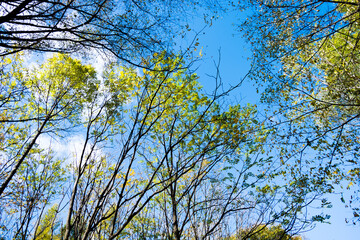 Trunks of trees on the scenic autumn forest