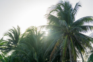 Fototapeta na wymiar Palm trees at sunset. The sun is setting behind the coconut trees.