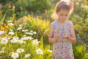 black-haired girl in the garden tears off the petals of a daisy