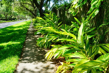 Close up of the striking foliage on the Variegated Shell Ginger, Alpinia zerumbet Variegata plant