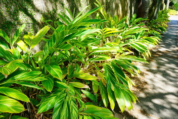 Close up of the striking foliage on the Variegated Shell Ginger, Alpinia zerumbet Variegata plant