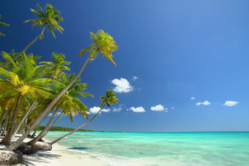 perfekter Strand mit Palmen
