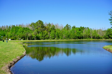 Obraz premium spring tree leaf and pond in florida 