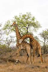 Giraffe males fighting in Kruger National Park in South Africa           