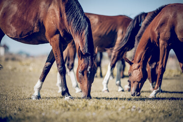 Pferde, die auf dem Feld grasen. Ländliche Landschaft.