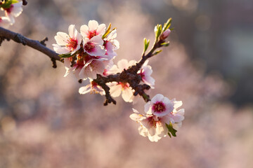 Almond tree blossoms in spring on pink background, close up