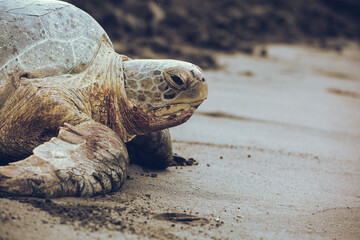 Green sea turtle chelonia mydas with tracker entering the ocean form a beach in daytime