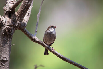 Old World sparrow or house sparrow perched on a tree branch