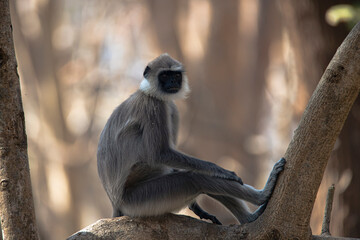 Gray langur or Hanuman langur or Hanuman monkey sitting on a tree