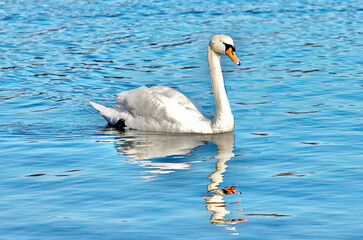 Mute Swan at the Cape Cod National Seashore in Eastham