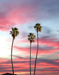 Fototapeta na wymiar Tropical Palm Trees Silhouetted Against Dramatic Sunset