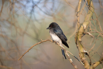 White-bellied drongo bird perched on a twig