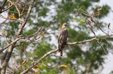 Crested honey buzzard perched in a tree