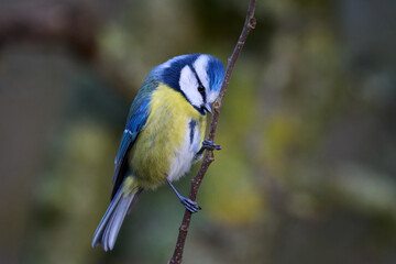 Obraz premium Eurasian blue tit (Cyanistes caeruleus)