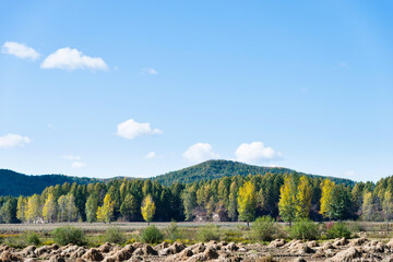 Naklejka premium Rows of aspens trees in early autumn