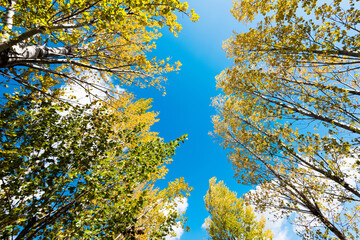 Looking up on clear blue sky with yellow poplar trees