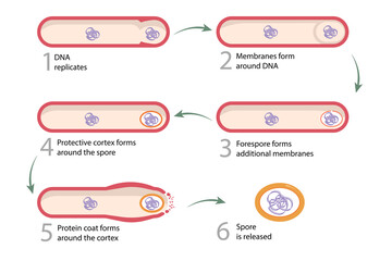 Sporulation: vegetative cells transform into endospores. Endospore is released upon disintegration of the mother cell, completing sporulation. - obrazy, fototapety, plakaty