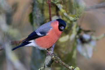Eurasian bullfinch (Pyrrhula pyrrhula)