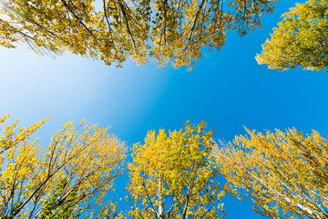 Golden treetops against blue sky