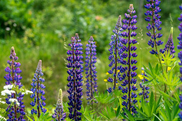 Purple lupins growing in meadow © Image Source RF