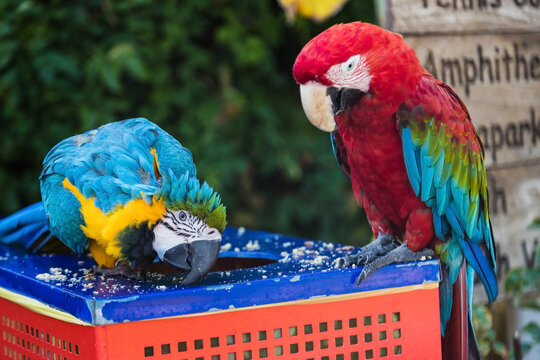 two macaw parrots eat food